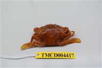 藏品(近親皺蟹)的圖片